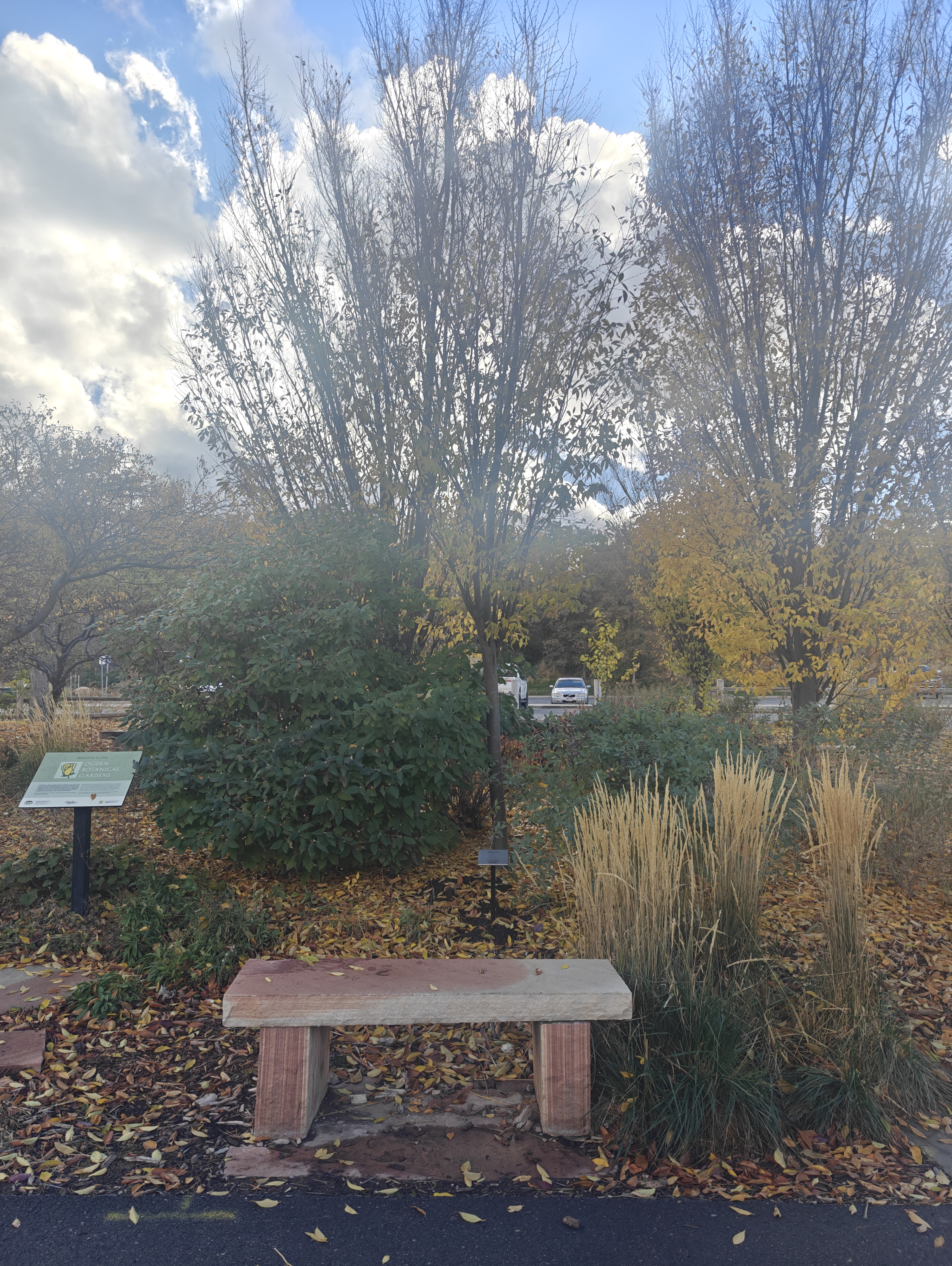 Linda&rsquo;s memorial bench and Zelkova tree beside the Ogden Pathway, with ornamental grasses and autumn leaves scattered across the ground.