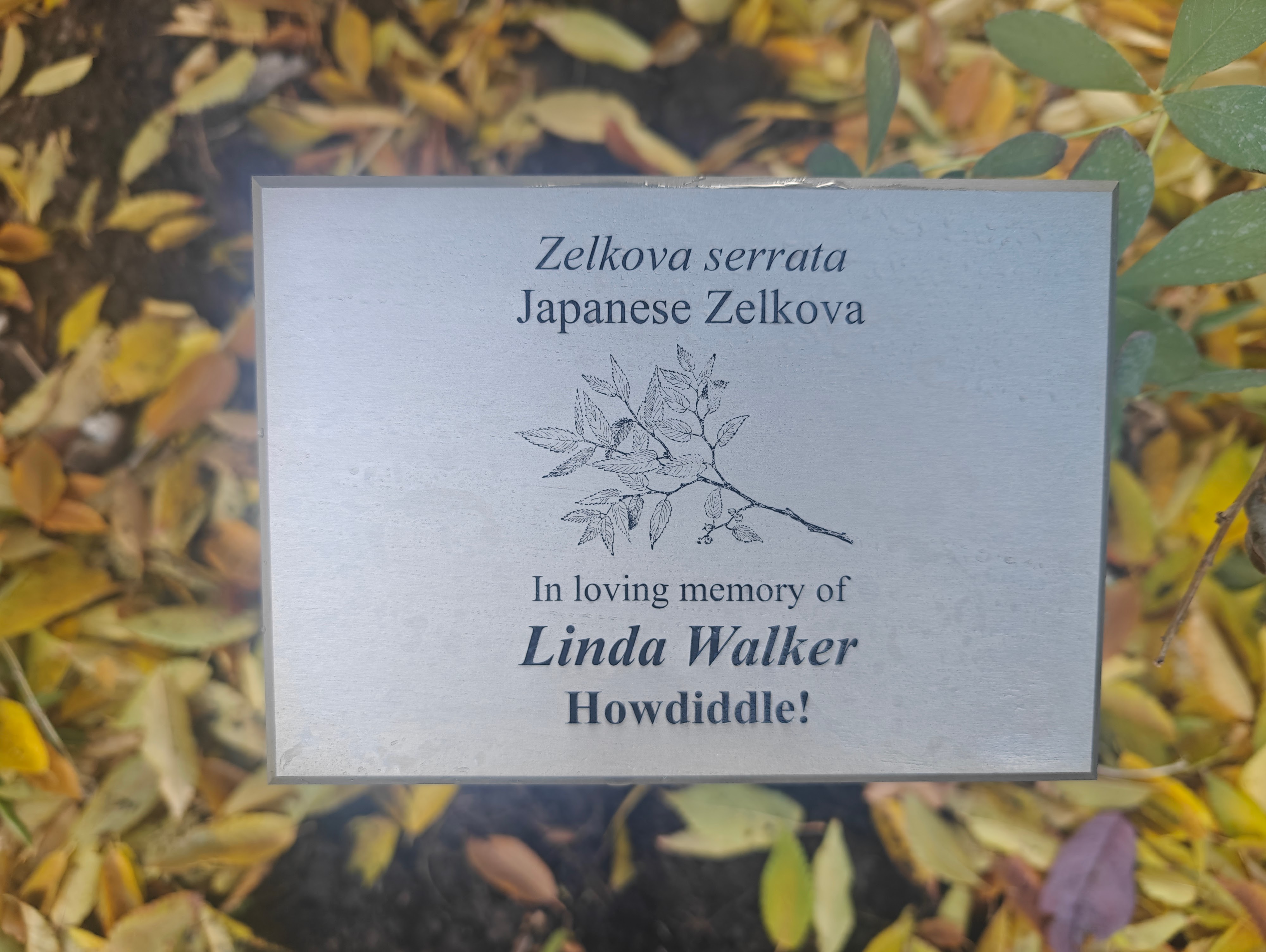The memorial plaque for Linda Walker on a bed of autumn leaves. The engraving reads Zelkova serrata, Japanese Zelkova, In loving memory of Linda Walker, Howdiddle!