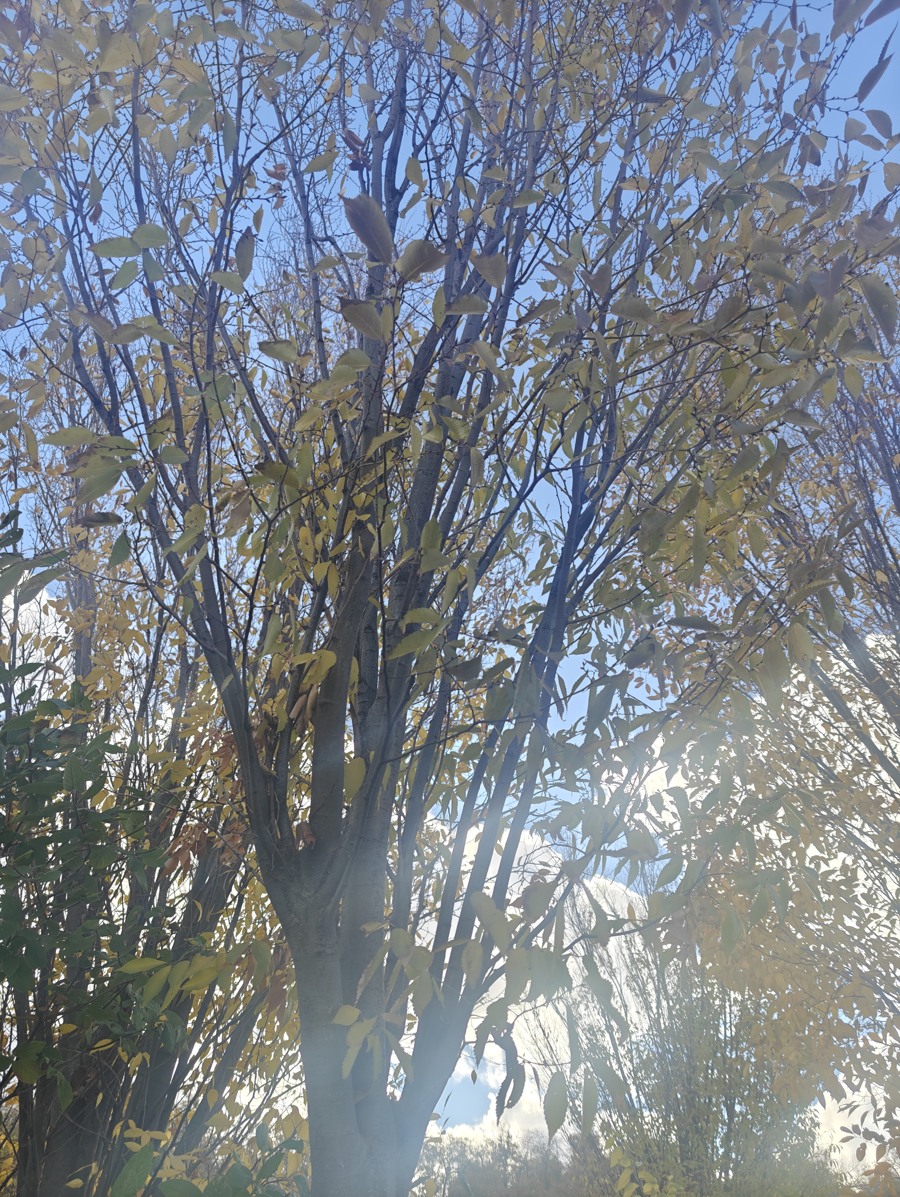 Looking up through the branches and remaining autumn leaves of Linda&rsquo;s Zelkova tree toward a bright blue sky.