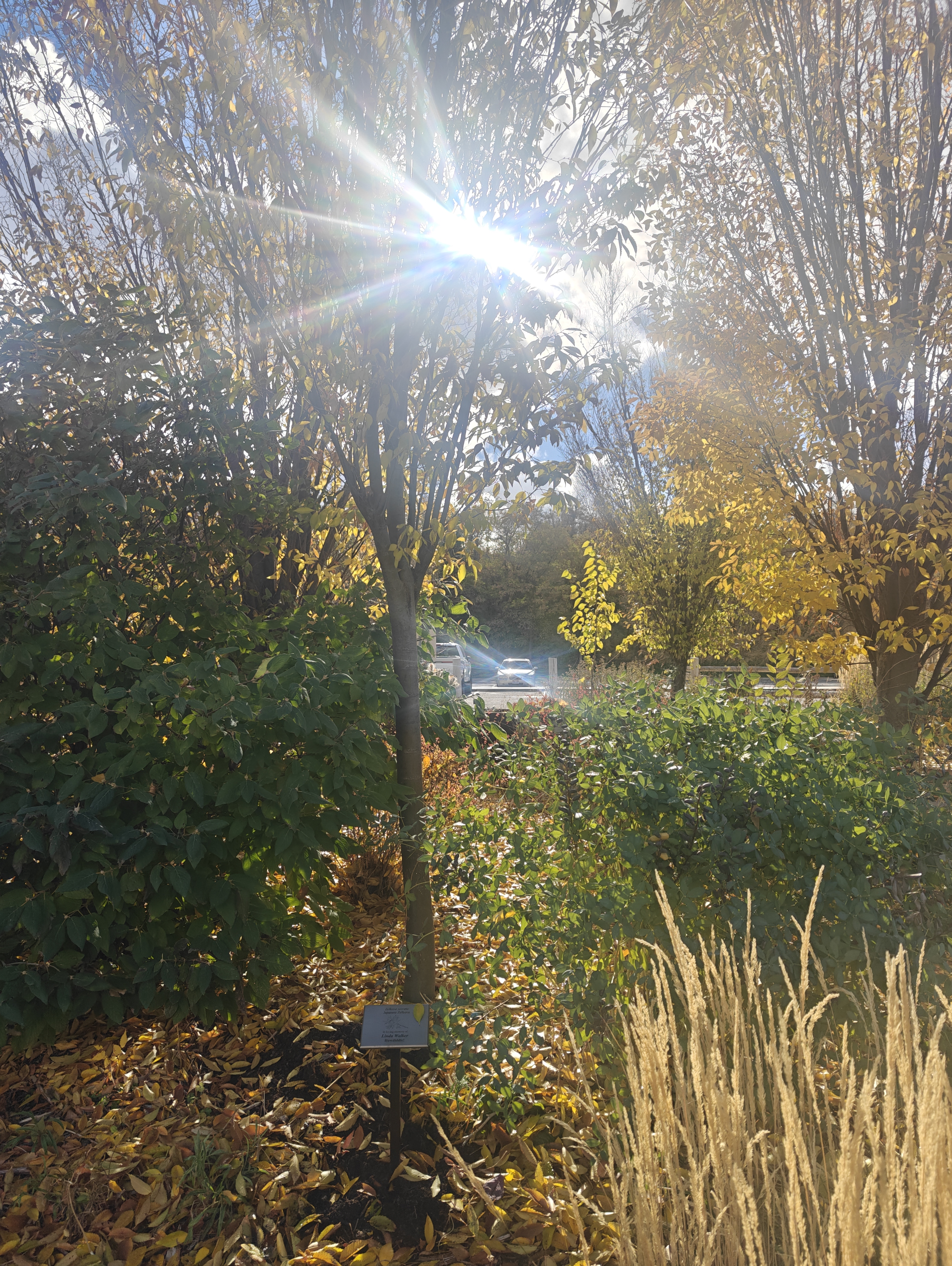 Afternoon sunlight breaking through the branches of Linda&rsquo;s Zelkova tree, the small memorial marker standing at its base among fallen leaves.